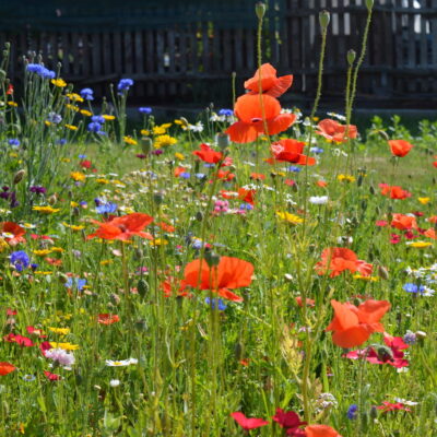 Kwiaty polne ekonomiczne miniaturka 2