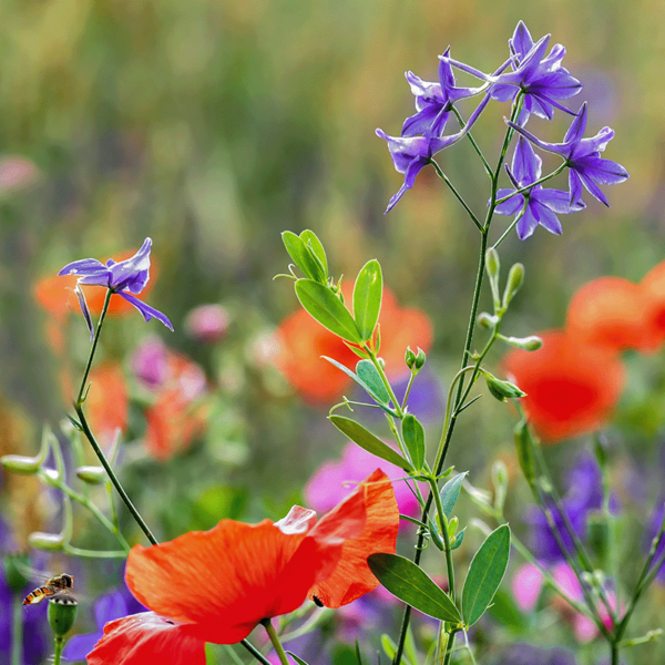łąka kwietna: mak polny i ostróżeczka polna kwitną w słońcu