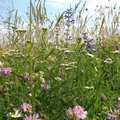 Łąka dzikie kwiaty miniaturka 4