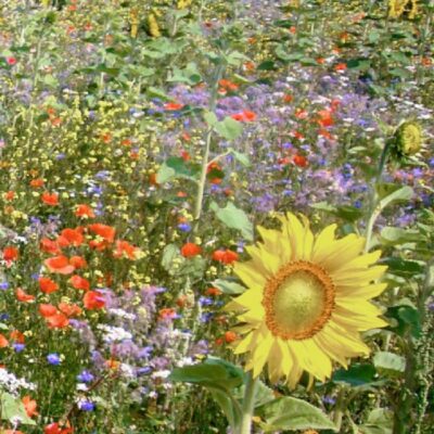 Kwietna miedza wieloletnia miniaturka 2