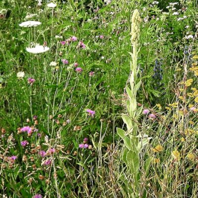 Kwietna miedza wieloletnia miniaturka 3