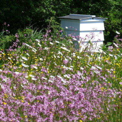 Tradycyjna łąka wieloletnia miniaturka 2