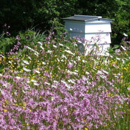 Native perennials zdjęcie 4
