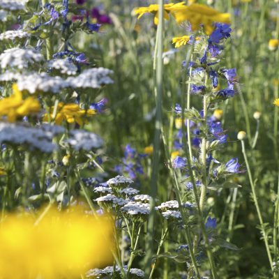 Łąka miejska antysmogowa miniaturka 4