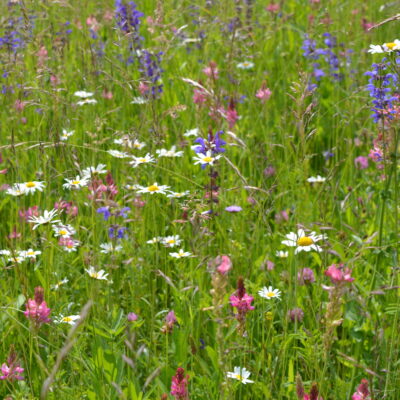 Łąka dzikie kwiaty miniaturka 2