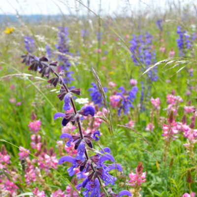 Łąka dzikie kwiaty miniaturka 3