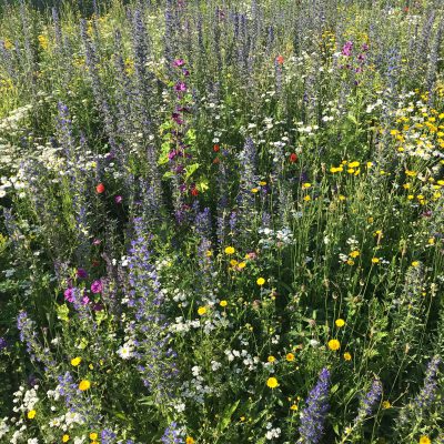 Łąka miejska antysmogowa miniaturka 3