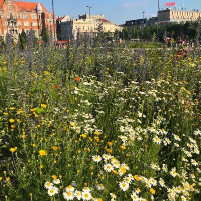 Łąka miejska antysmogowa miniaturka 2
