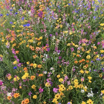 Multum kwiatów jednorocznych miniaturka 2