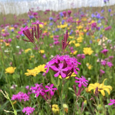 Łąka niskie kwiaty jednoroczne miniaturka 2