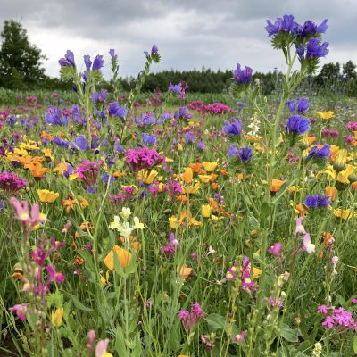 Łąka niskie kwiaty jednoroczne miniaturka 4