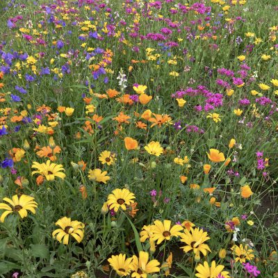 Łąka niskie kwiaty jednoroczne miniaturka 5