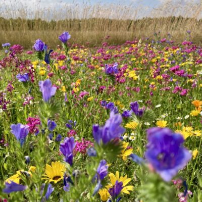Łąka niskie kwiaty jednoroczne miniaturka 3