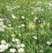 Trawnik z kwiatami wieloletni miniaturka 3
