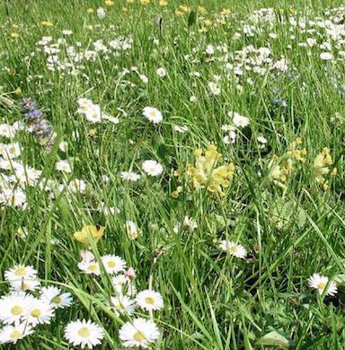 Trawnik z kwiatami wieloletni zdjęcie 4