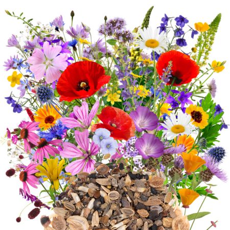 Perennial flowers and herbs zdjęcie 1
