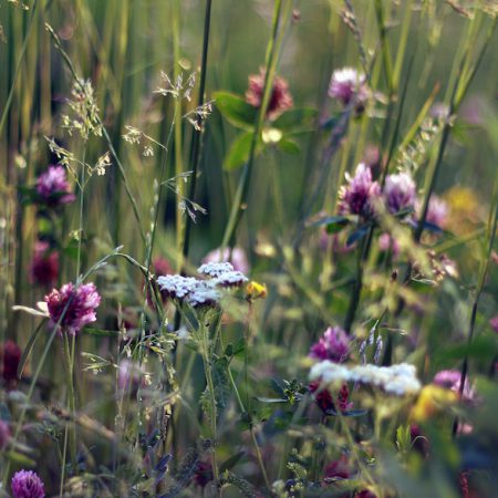 Perennials for butterflies zdjęcie 4