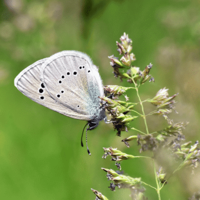 Łąka dla motyli wieloletnia miniaturka 2
