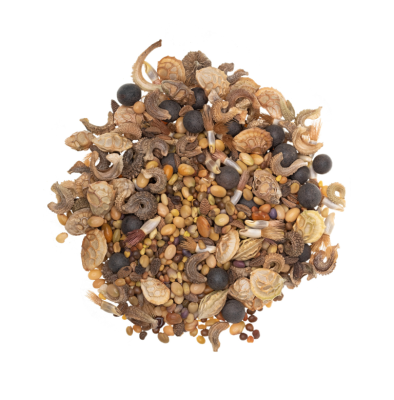 Rośliny motylkowate wieloletnie miniaturka 5