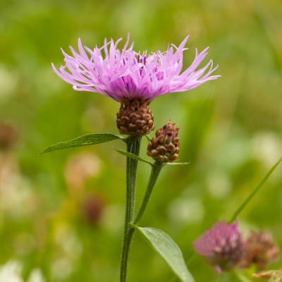 Łąka do sadu miniaturka 5