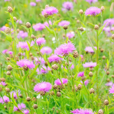 Chaber łąkowy miniaturka 4