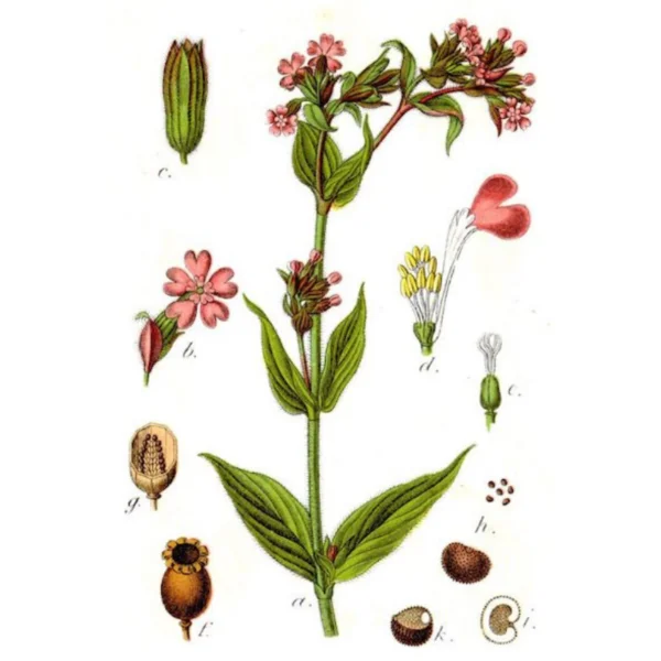 Lepnica czerwona morfologia