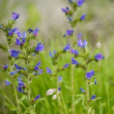 Żmijowiec zwyczajny miniaturka 4