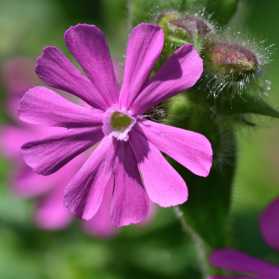 Lepnica czerwona miniaturka 4