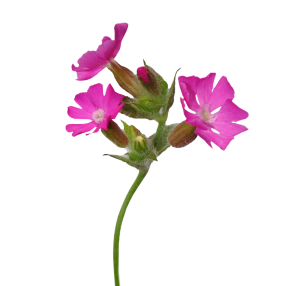 red campion Silene dioica