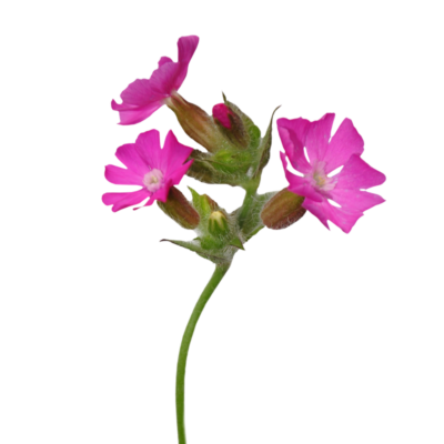 Lepnica czerwona miniaturka 1