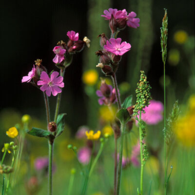 Lepnica czerwona miniaturka 3