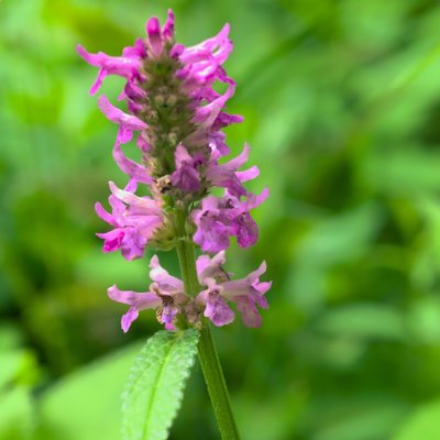 Bukwica zwyczajna miniaturka 3