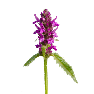 Bukwica zwyczajna miniaturka 1