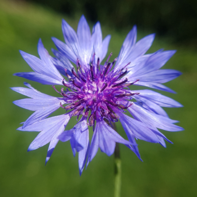 Chaber bławatek miniaturka 3