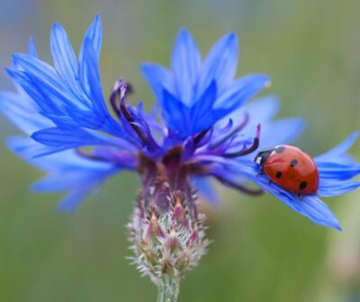 Łąka dla bioróżnorodności miniaturka 3