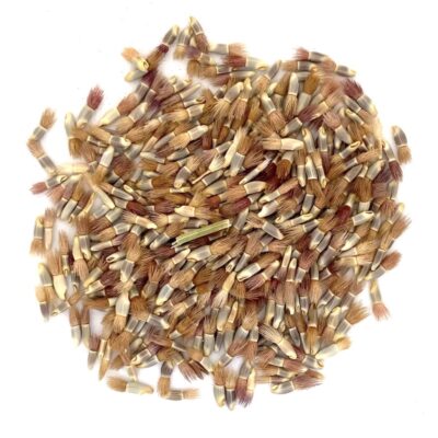 Chaber bławatek miniaturka 2