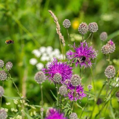 Chaber driakiewnik miniaturka 3