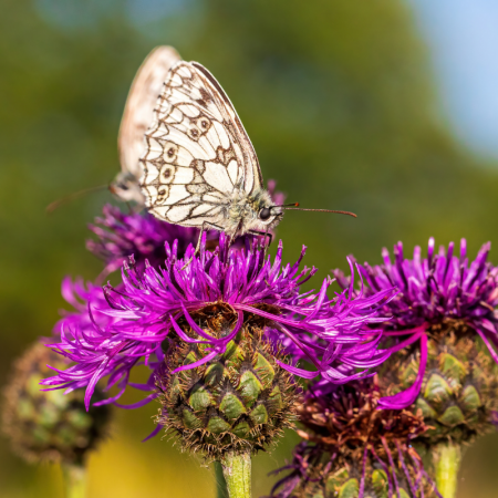 Greater knapweed zdjęcie 4