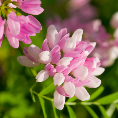 Cieciorka pstra miniaturka 3