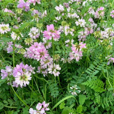 Cieciorka pstra miniaturka 4