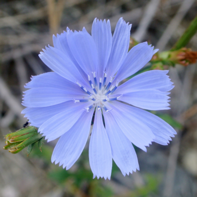 Cykoria podróżnik miniaturka 3