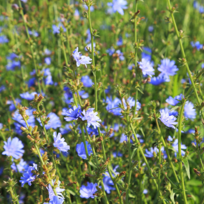 Cykoria podróżnik miniaturka 4