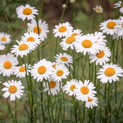 Złocień właściwy miniaturka 4