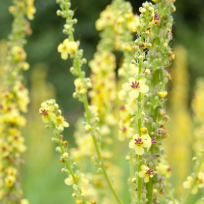 Dziewanna pospolita miniaturka 3