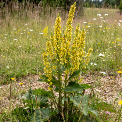Dziewanna pospolita miniaturka 4