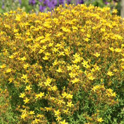 Dziurawiec zwyczajny miniaturka 4