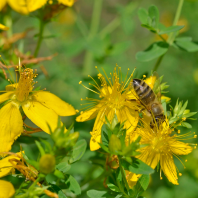 Dziurawiec zwyczajny miniaturka 3