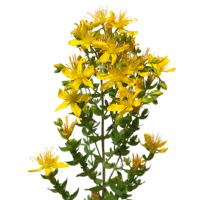 Dziurawiec zwyczajny miniaturka 1