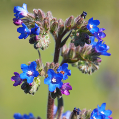 Farbownik lekarski miniaturka 3