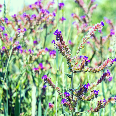 Farbownik lekarski miniaturka 4